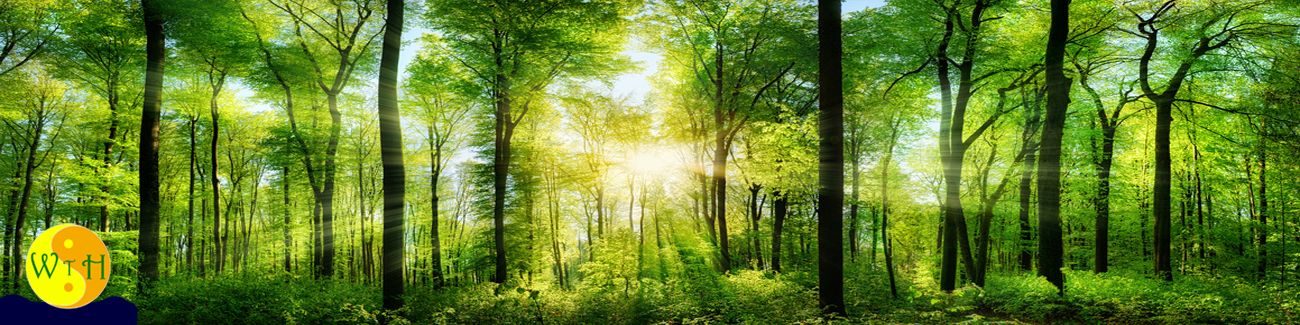 banner lebensberatung