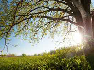 leistungen ruten gehen